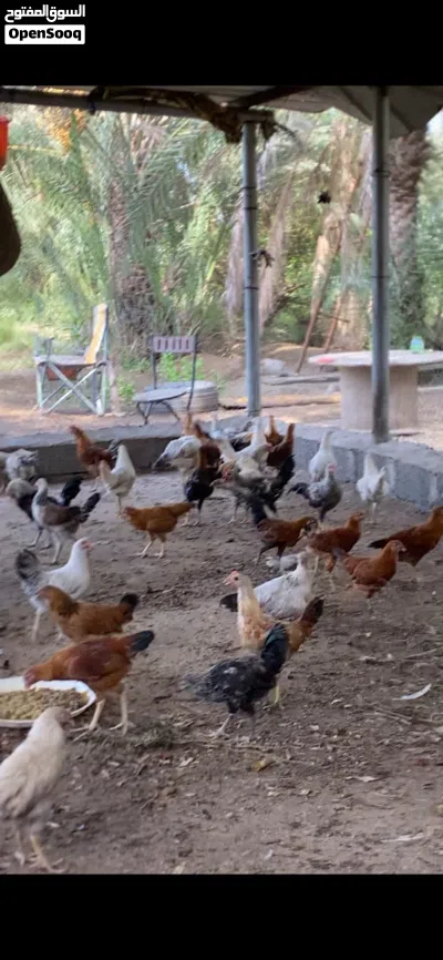دياكه العمر 3 اشهر 2