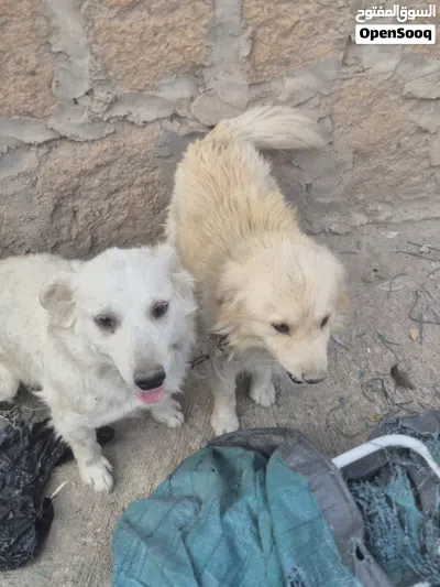 زوج كلاب امريكي شيزو وشيواوا للبيع عرطه 3