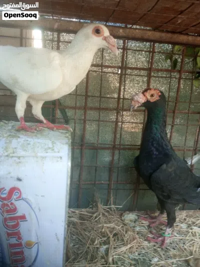 جوز بغادنة 3