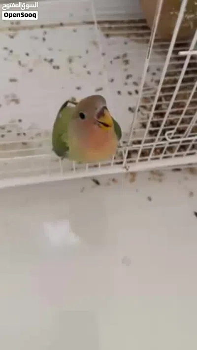 فرخ روز للبيع 2