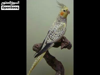ببغاء كوكتيل متكلم راقص اليف لعوب طفرة ازابيلا عمر صغير تابع الوصف 2