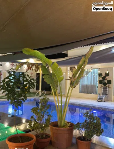 متوفر شالي للايجار اليومي مناسبات حفلات الموقع السيب A chalet is available for daily rent for party 4