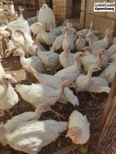 مجموعة طيور وحيوانات للبيع شوف كل الصور 4