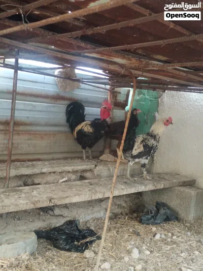 متاح ديوجه كوجي وعرب اصلي اقره وصف 2
