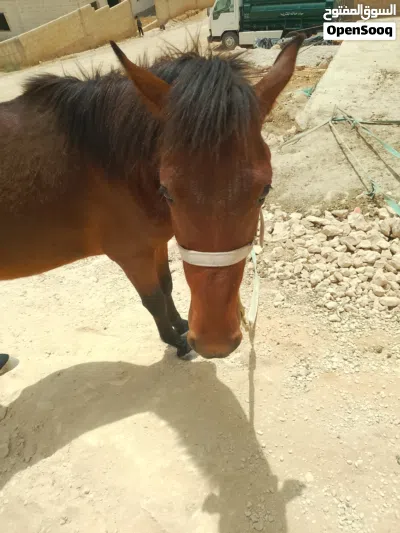 مهر ذكر مميز للبيع بسعر مغري 4