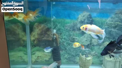 all fishes for sale 20 kd 2