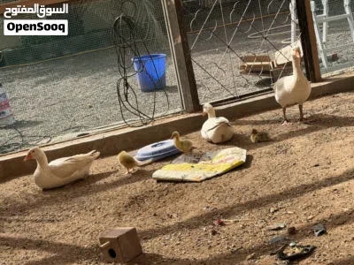اوز مع ولادهن 2