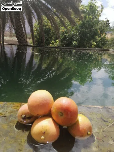 مانجو زعفراني عماني 3