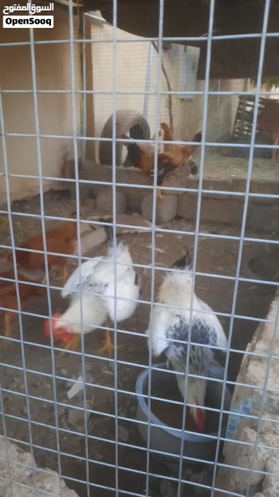 دجاج عماني وفرنسي 2