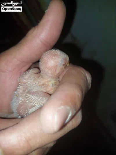 فرخ روز البينو عين حمرا للتاكيل اليدوي 2