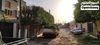 تقليم جميع انواع الاشجار 4