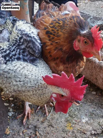 ديك بلدي نوع بليموث روك مزخرف اسود وابيض ودجاجة بلدي لون احمر و 4 ديوك بلدي لون ابيض في الصور 2