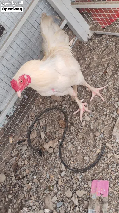 دجاج وديك هيرا باكستاني للبيع 2