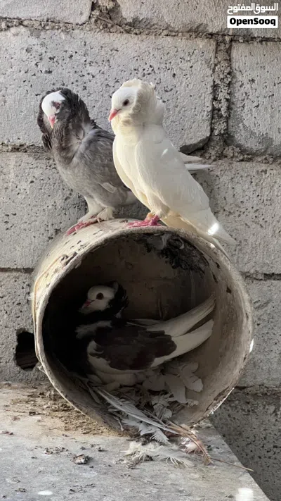 حمام نمساوي ، ساينت ، جاكوبين 3