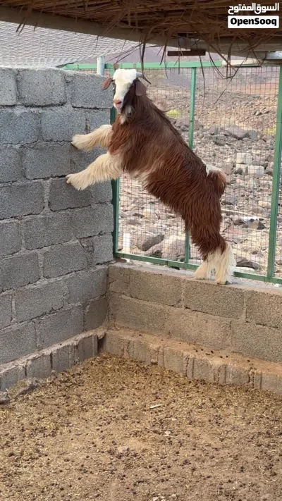 للبيع تيس ماعليه كلام 3