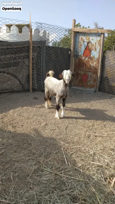 حلال طيب ونظيف 3