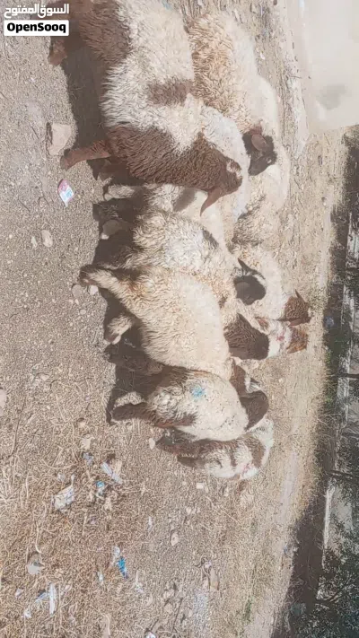 عبر لحم للبيع 4