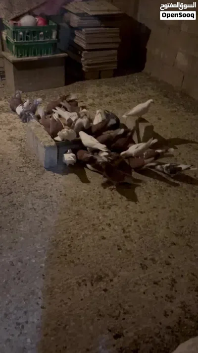 -حمام بلدي للبيع. 2