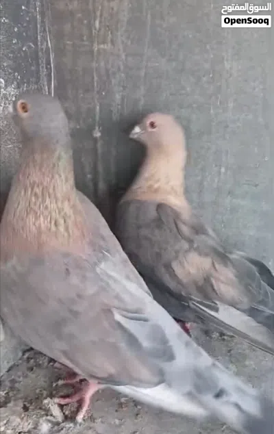 جواز مشكلات 4