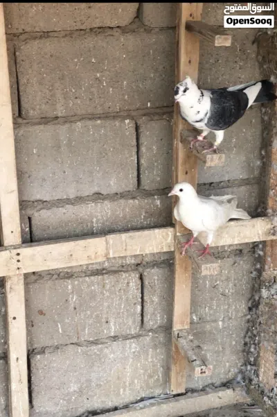حمام ارافل ودشش 2