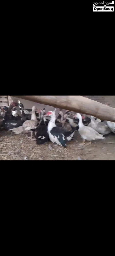 بط مصريات للبيع 3