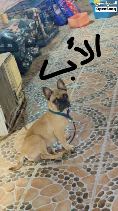 فرنش بولدوج 3