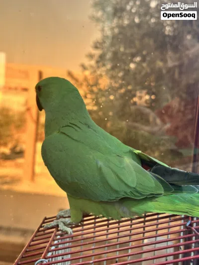 ببغاء الذرة 3