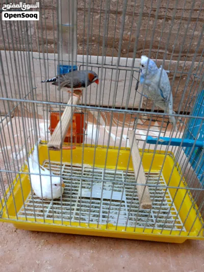 كوبية بقالينو معاها دكر زيبرا 3