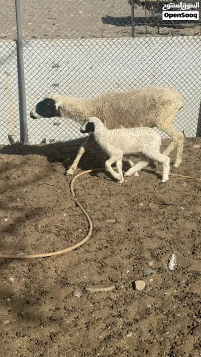 أغنام جعد 3 ارواس وحده تحتها حمله بنت سبوعين 2