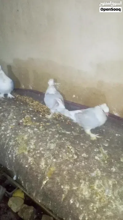 زوج مع افراخهن مراوس بعرايس 4