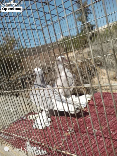 هزاز درجه اولا 4