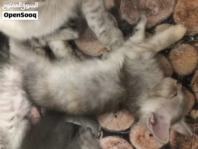 FOR SALE PERSIAN KITTENS 4