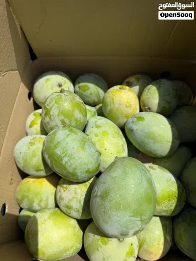 البيع امبا اخضر غض ب الكرتون 10 كيلو 2