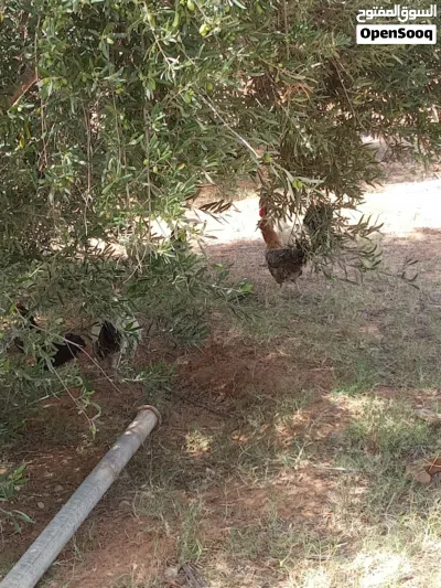 دجاج للبيع 3