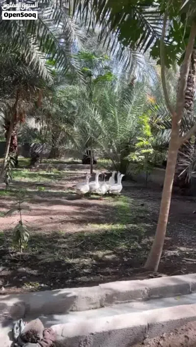 إوز للبيع بسعر ممتاز 3