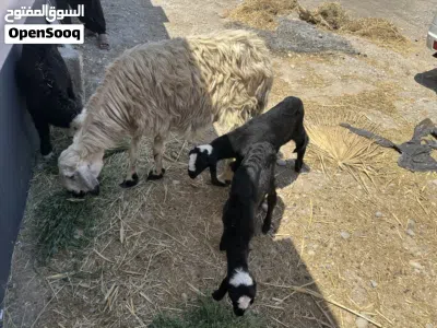 جاعده نجدي تحتها كبش و حملة للبيع 2