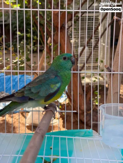 Red rumped للبيع 3