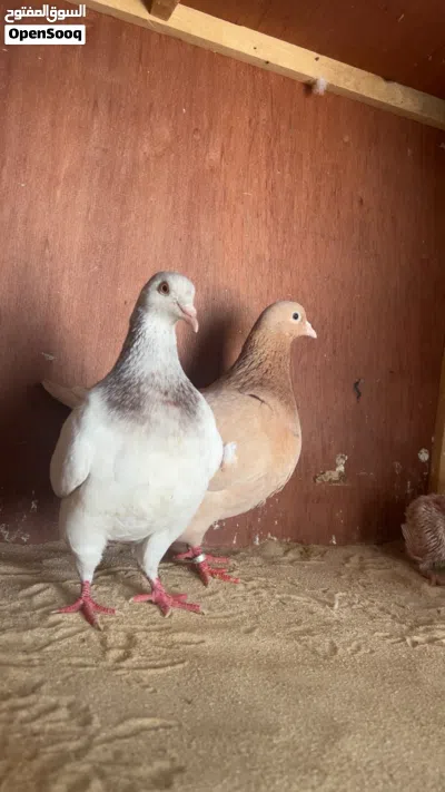 حمام زينه تاكسون من نوادر 3