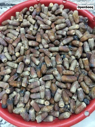تمر نغال جودة عالية للبيع 3