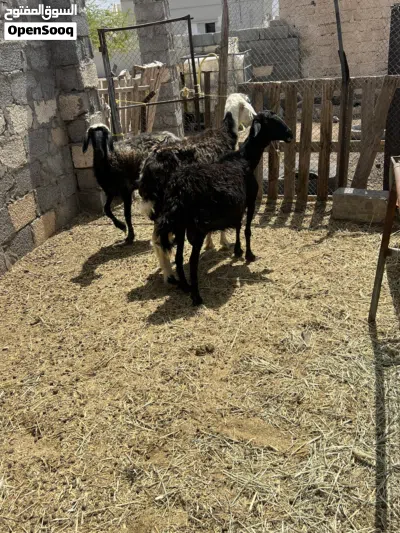 يعد عشار واحده جريب على ثلاثه تجيب ماشاءالله 3