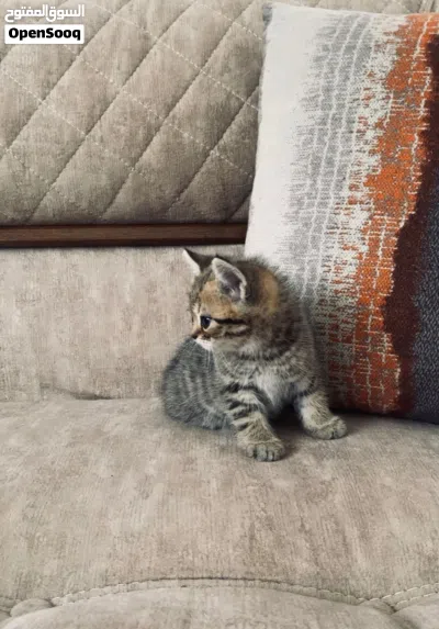 : * قطط سكوتش فولد وسكوتش ستريت جولد عمر شهرين * قطط سكوتش جولد شيدد للبيع عمر شهري 4
