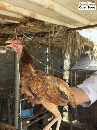 دجاجً باكستاني جاهز للإنتاج 3