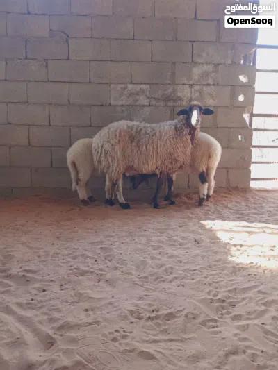 نعجة ثومية تحتها خروف وفطيمه... 2
