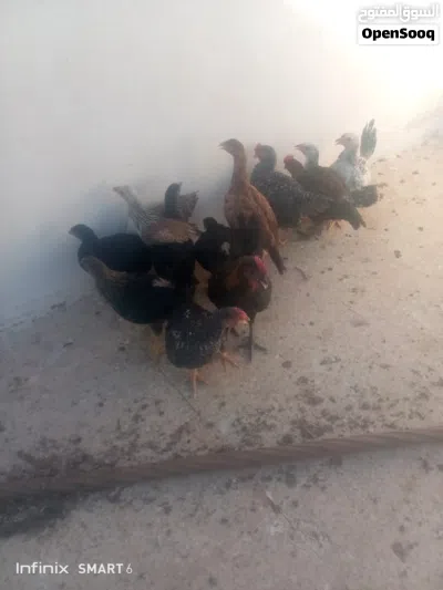 فرخات جاج عمر شهرين ونص اقرا النص عمان جاوا 2