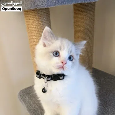 Ragdoll kitten available for new home 2