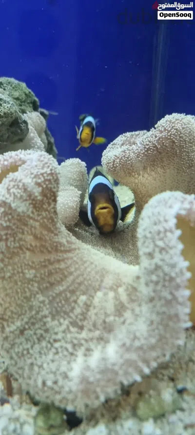 Stunning Large Saltwater Aquarium Setup – Complete & Ready to Run 3