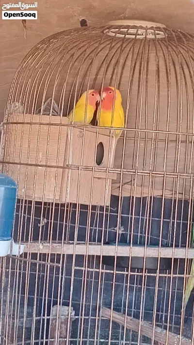 طيور بغبغاء 2