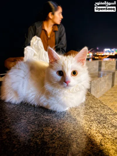 Cat for Sale only 45 OMR. 2