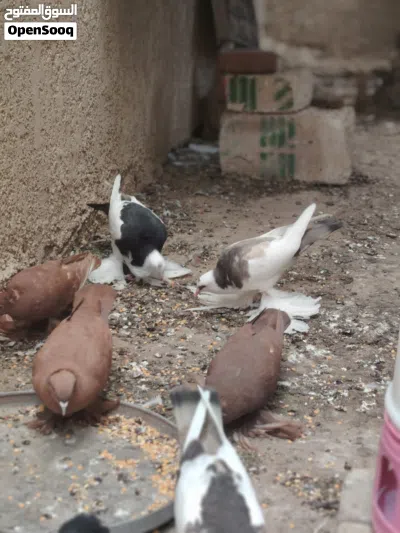 حمام زينه نفاخ ورواعب كلش نضيف للبيع 3