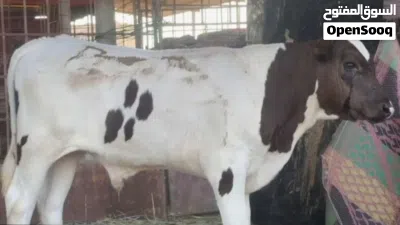 اوفر عجال بشكل أسبوعي مختلف الأحجام والاسعار 4